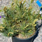 Borovica hladká (Pinus strobus) ´MACOPIN´ - výška 40-60 cm, ø 30-40 cm, kont. C10L